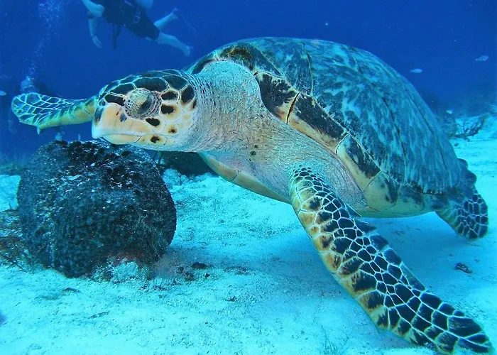 Apartman Relax Oasis Del Mar Puerto de Santiago