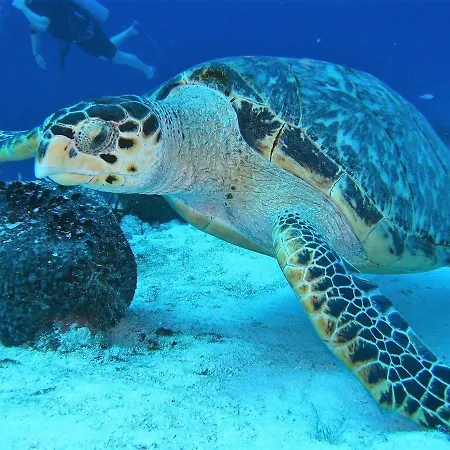 Apartment Relax Oasis Del Mar Puerto de Santiago (Tenerife)